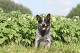 BOUVIER AUSTRALIEN 121